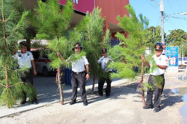 Socorristas muestran algunos de los árboles que están a la venta en la estación de bomberos de San Benito, Petén.