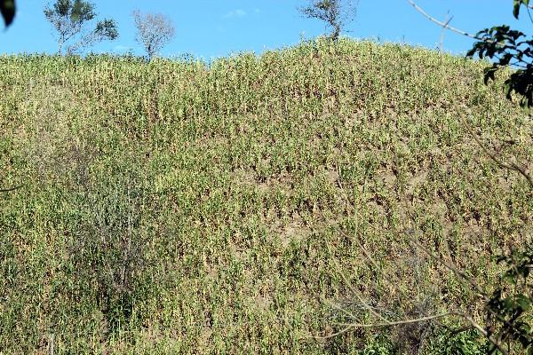 plantación de maíz  donde la milpa creció muy poco y las mazorcas no se desarrollaron.