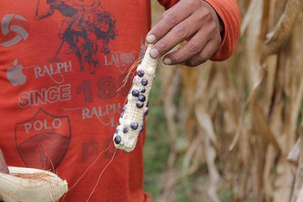 Así lucen las mazorcas en comunidades de Huehuetenango afectadas por la sequía. (Foto Prensa Libre: Mike Castillo)