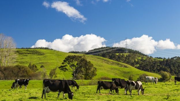 ¿De dónde viene la carne que colocas en el asador? GETTY IMAGES