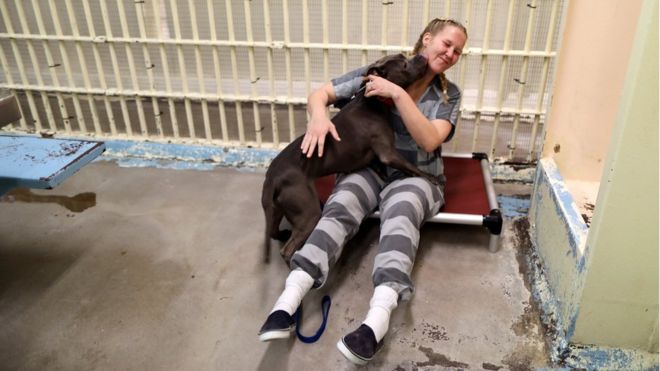 Inmate Kristina Hazelett forma parte de un pequeño equipo de mujeres prisioneras en Phoenix, Arizona, EE.UU., y trabaja en la Unidad de Protección Animal de la Oficina del Sheriff del Condado de Maricopa. El programa está diseñado para ayudar a dar alivio y entrenamiento a animales abandonados rescatados en condiciones deplorables. LUCY NICHOLSON / REUTERS