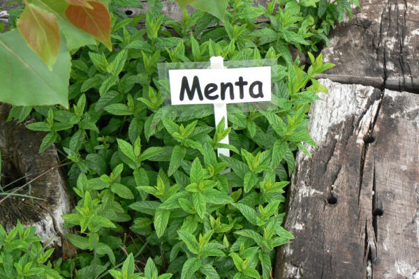 La menta es una planta que no se recomienda para el jardín