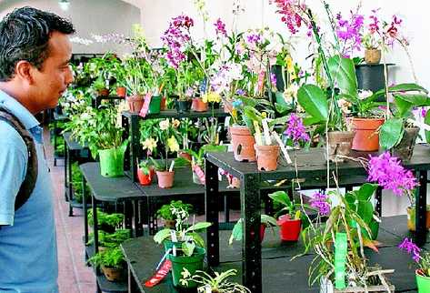 Exposición de orquídeas en 2010, año en que disminuyó el  número de plantas debido al cambio climático. (Foto Prensa  Libre: Archivo)