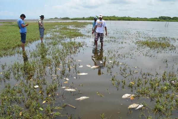 Pescadores de Champerico resultaron afectados por la muerte de cientos de peces en el estero Laguna Grande. (Foto Prensa Libre: Jorge Tizol)