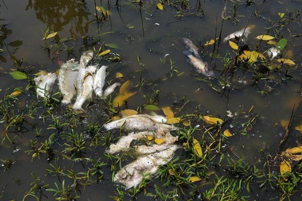 Algunos de los miles de  peces que murieron recientemente en el estero Laguna Grande, Champerico. (Foto Prensa Libre: Jorge Tizol)