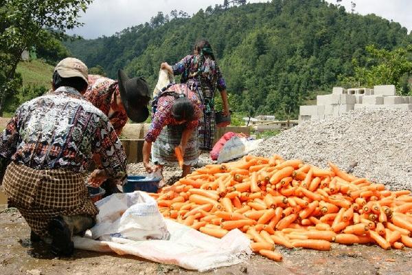 Agricultores  de Sololá clasifican su cosecha.