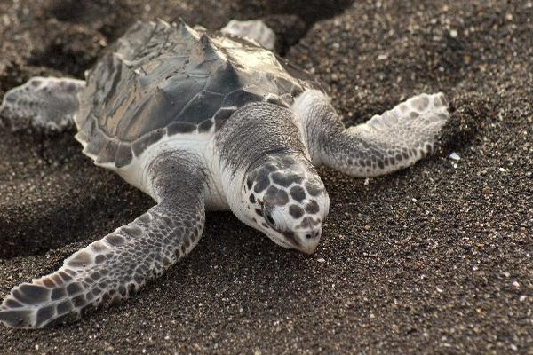 Habrá liberación de tortugas.