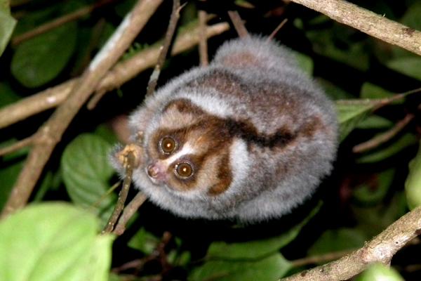 El loris perezoso es una especie de lorísido, un primate próximo al lémur. (Foto Prensa Libre: AFP)