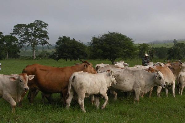 El robo de  ganado se  ha incrementado, lo que impacta en el precio de la carne.