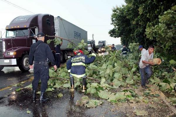 Varios árboles fueron derribados por la lluvia acompañada de fuertes vientos en Santa Cruz Mulua, Retalhuleu. (Foto Prensa Libre: Rolando Miranda)<br _mce_bogus="1"/>