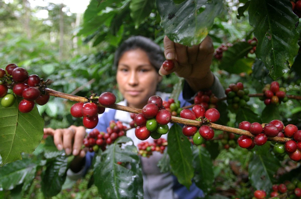 El objetivo es que cada caficultor tenga 20 cuerdas de plantaciones. (Foto Prensa Libre: EFE)