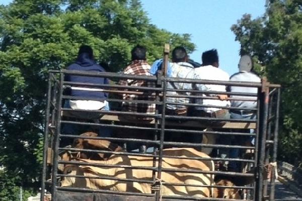 Este camión fue captado mientras transportaba reses en la parte de abajo de la carrocería y personas arriba.