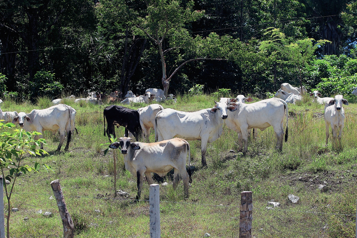 México, Belice y Guatemala trabajaran en conjunto planes agropecuarios. (foto Hemeroteca PL)