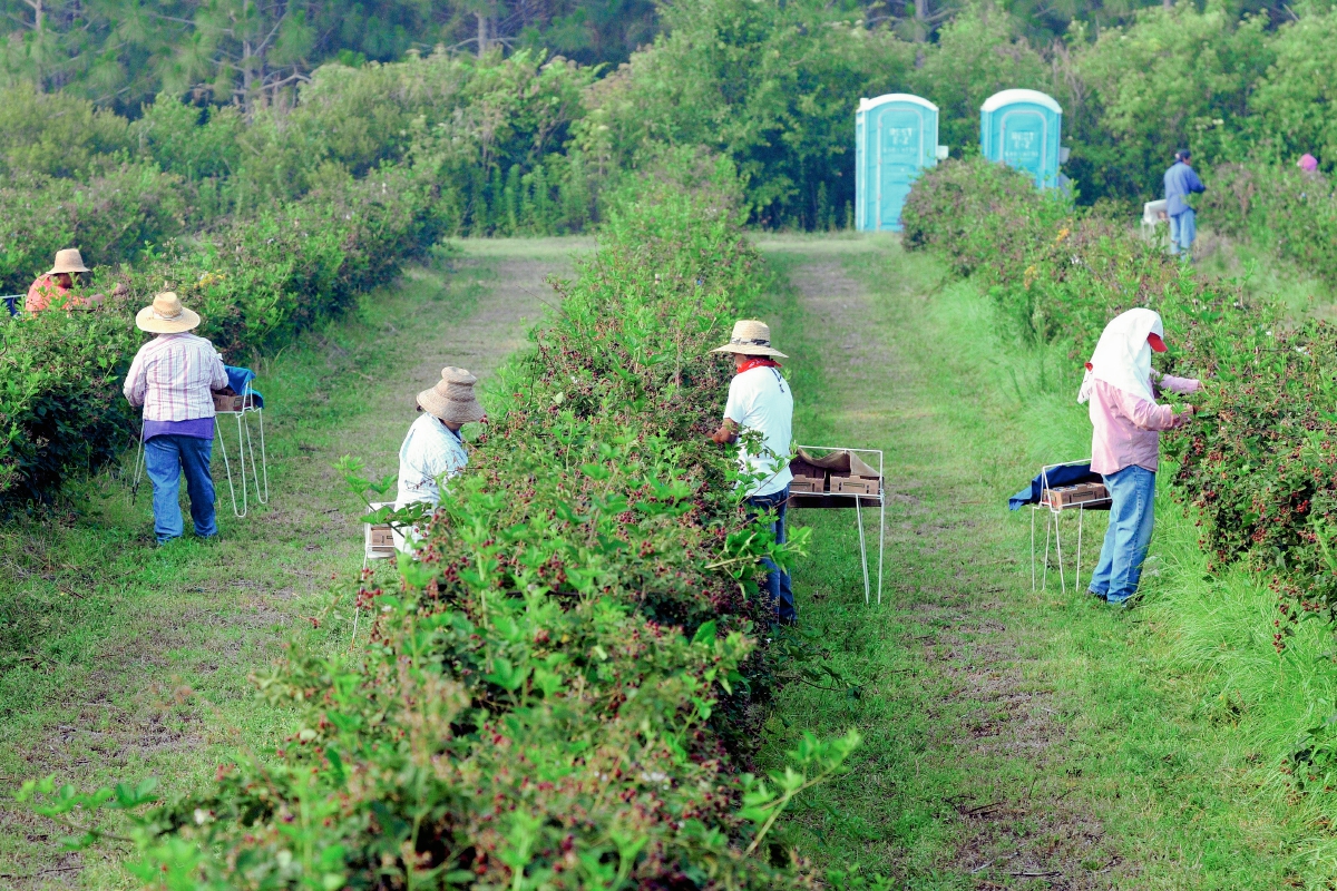 Trabajadores agrícolas temporales migrantes recogen moras en Georgia. (Foto Prensa Libre: EFE).