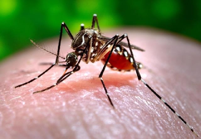 La enfermedad  se transmite a través del mosquito aedes aegyti. (Foto Prensa Libre: NBC)