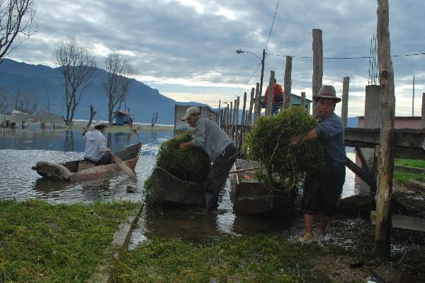 Miembros de asociación de pescadores recogen algas e hydrilla en el Lago de Atitlán.