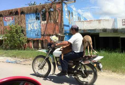 Este tipo de acciones son comunes en Petén afirma una lugareña, y en este caso es evidente el  descuido del conductor al hacerse acompañar de varias mascotas y además lee las noticias. (Foto Prensa Libre: Paola Miranda)