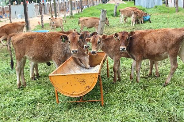 Unas 550 vacas jersey producen  20 mil litros de leche a diario para la planta de Pasajinac y el restaurante.