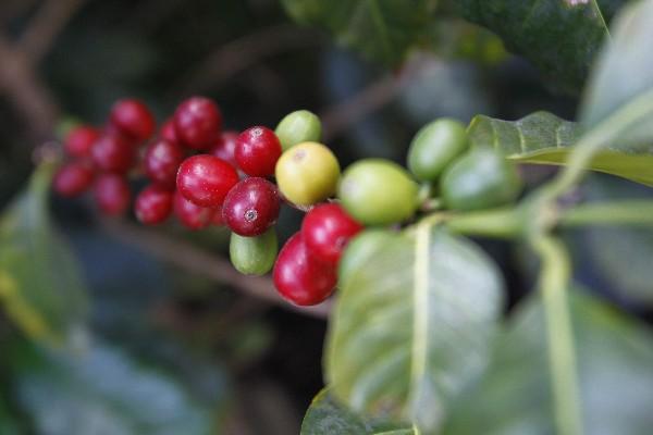 Caficultores refieren que la canícula impacta aún más los cafetales. (Foto Prensa Libre: Hemeroteca PL)