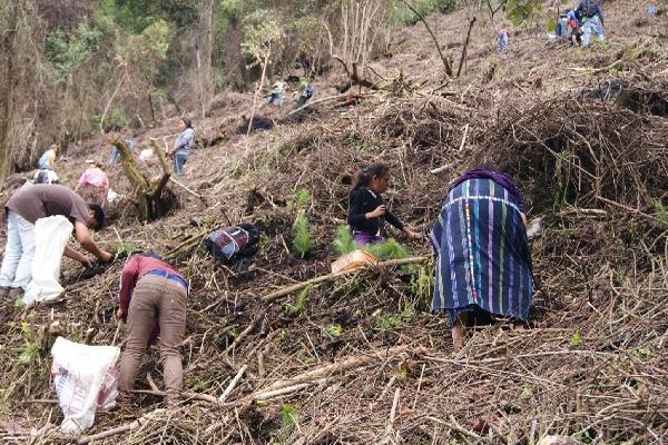 Mujer planta  árboles en el cerro Papa.