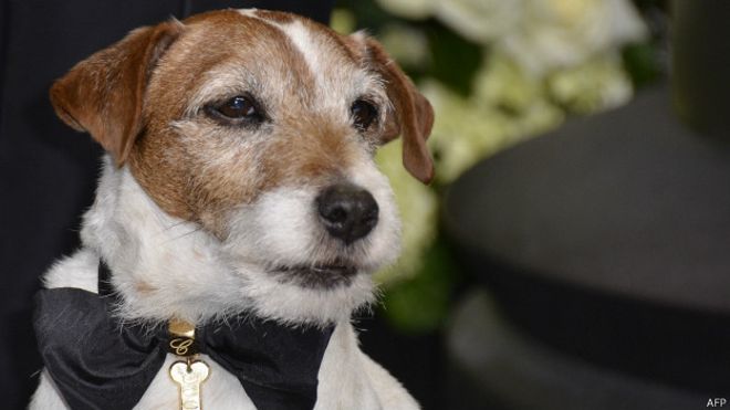 Uggie fue premiado con la Palma Canina en Cannes en el 2011 y el Collar de Oro en Beverly Hills en febrero del 2012. (Foto Prensa Libre: AFP)