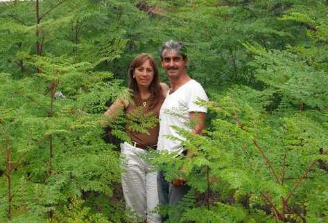 esposos  Matheu Pimentel, entre la plantación de árboles de moringa, promueven su consumo en la aldea San Jacinto,   Chimaltenango.