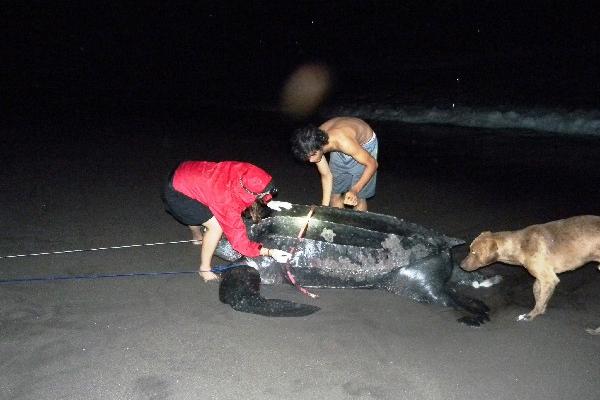 Baule muerta en la comunidad Las Mañanitas, Santa Rosa.