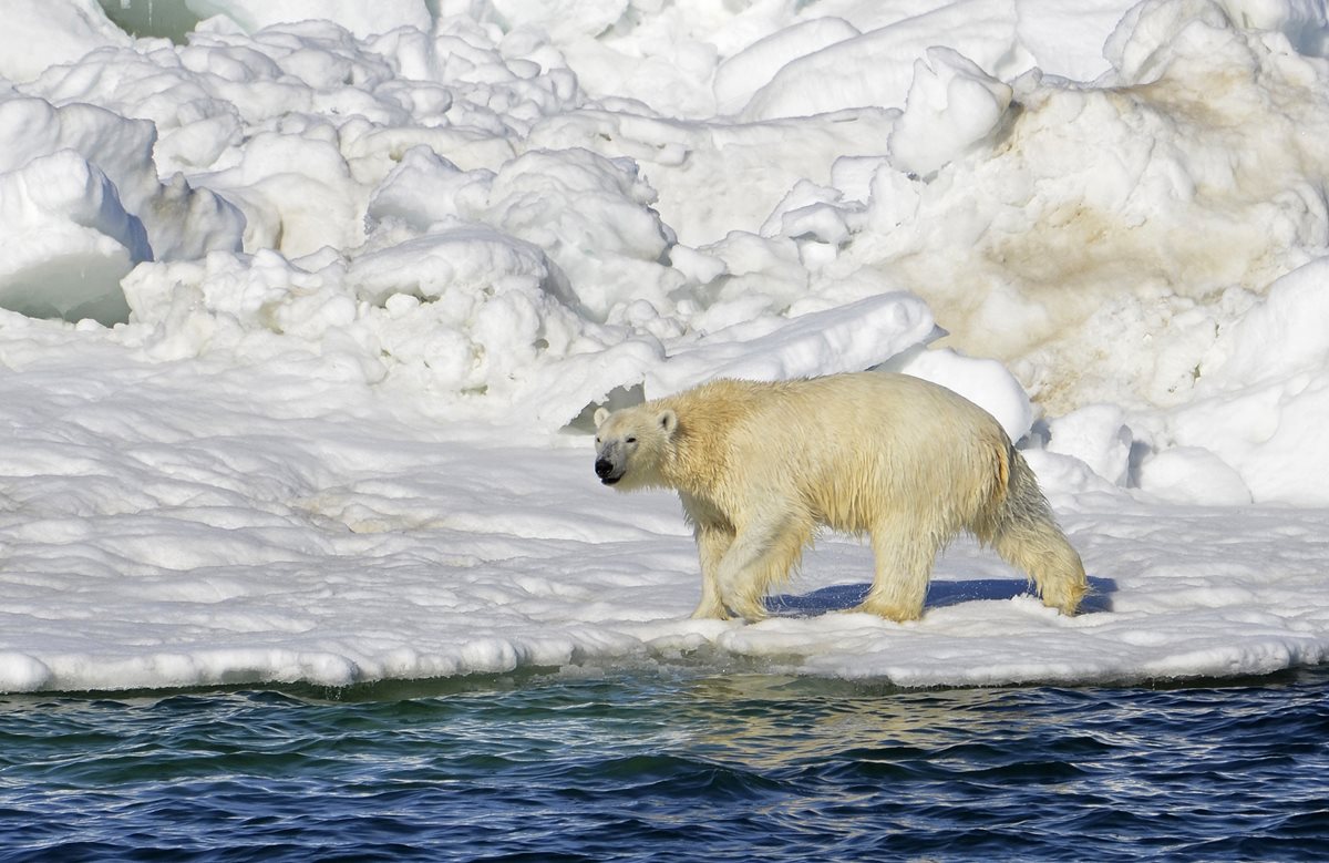Los osos polares están muriendo de hambre debido al calentamiento global -  Ocean Sentry