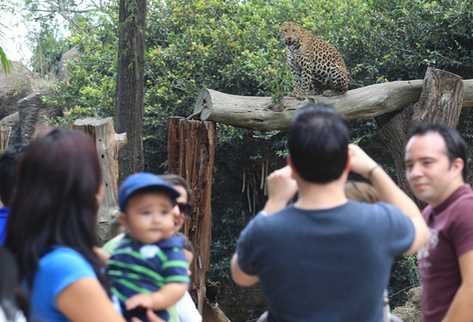 Miles de personas visitaron este día el Zoológico La Aurora, para apreciar los ejemplares de animales (Foto Prensa Libre: Estuardo Paredes)