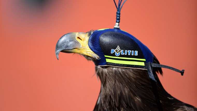 Policía holandesa utiliza águilas para capturar drones