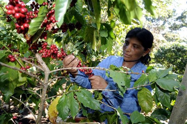 Las familias de pequeños productores y jornaleros de café recibirán asistencia en comida o dinero en efectivo. (Foto Prensa Libre: Archivo)