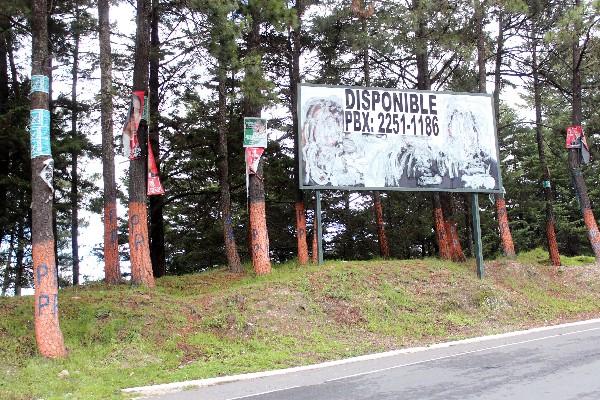 Dirigentes políticos ofrecieron, pasada  la campaña electoral, que   pintarían con cal los árboles.