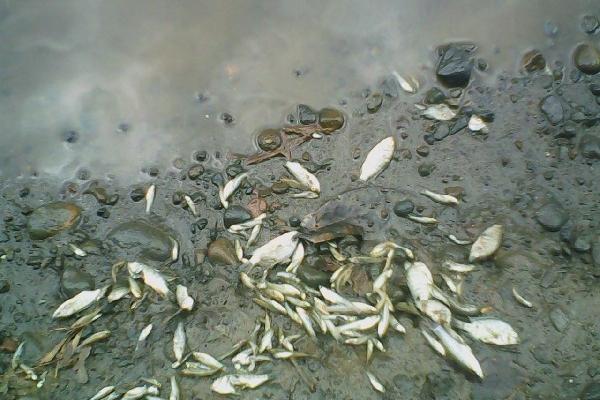 Parte de los peces que murieron en el río y la laguna Oc, en Santa Cruz Muluá.