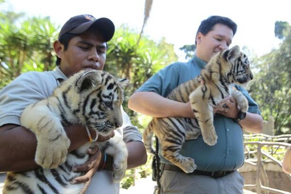 Tres Tigres De Bengala Enternecen El Zoologico La Aurora Prensa Libre