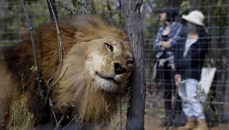 Liberados en Sudáfrica los 33 leones rescatados de circos sudamericanos