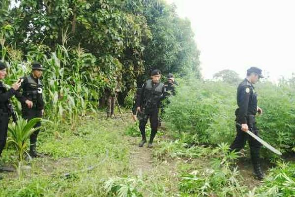 Agentes de la PNC destruyen plantación de marihuana en Petén. (Foto Prensa Libre)<br _mce_bogus="1"/>