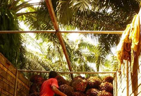 Un hombre trabaja en una plantación de palma en Guatemala, que se ha convertido en el primer productor mundial de aceite de esa planta. (Foto Prensa Libre: EFE)