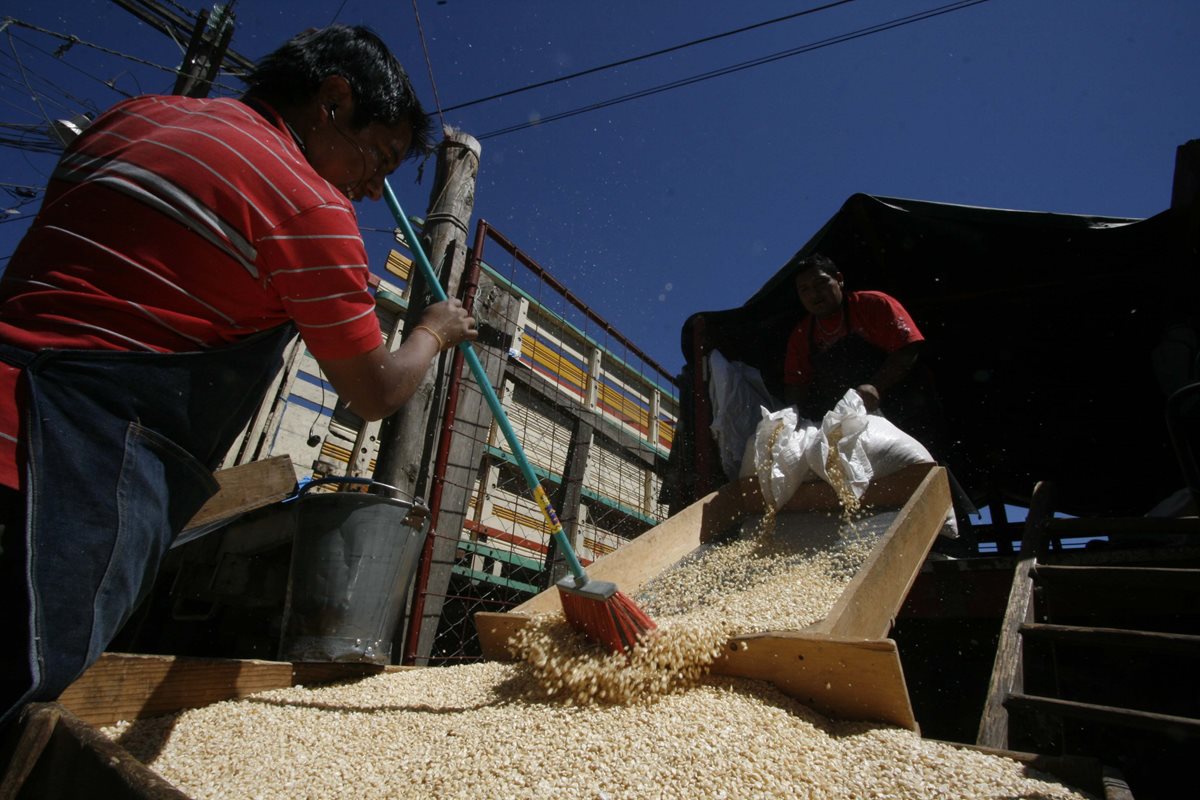 Agricultores Guatemaltecos Exigen Al Estado Que Proteja Las Semillas