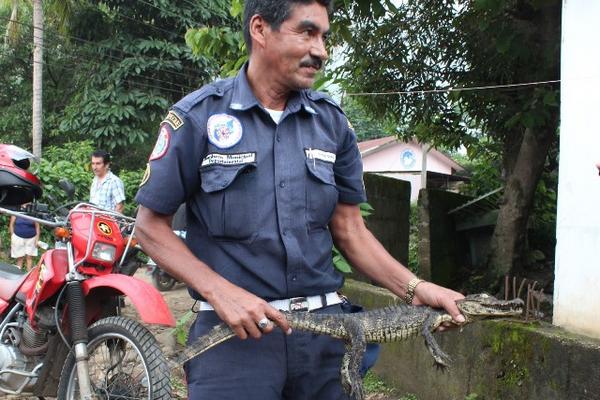 Rescatan a cocodrilo en una casa abandonada en Coatepeque, Quetzaltenango. (Foto Prensa Libre: Alexander Coyoy)