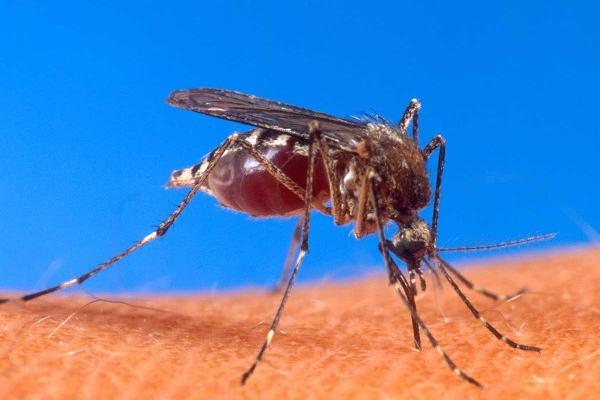 La malaria   se transmite por la picadura de mosquitos.