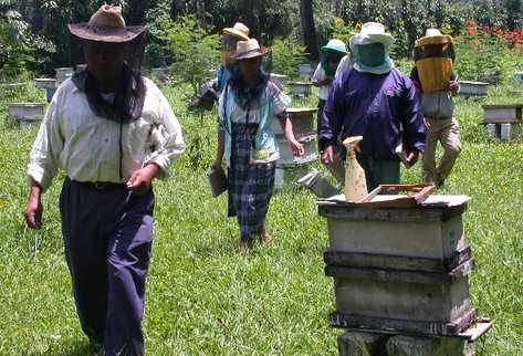 Apicultores recibirán asesoría técnica.