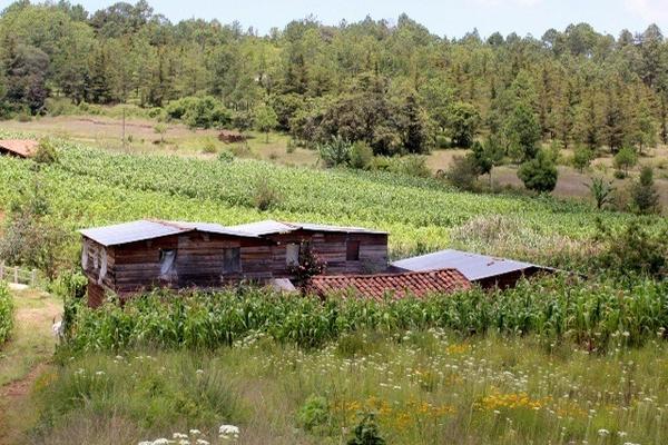 Según la Codesán, la sequía ha causado daños en 14 mil 628 manzanas de siembras de maíz y en cuatro mil 179 manzanas de frijol, en Quiché. (Foto Prensa Libre: Óscar Figueroa)