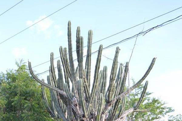 El cacto es una planta propia de América, que  pertenece al género Opuntia, de la familia de las cactáceas. (Foto Prensa Libre: Víctor Gómez)