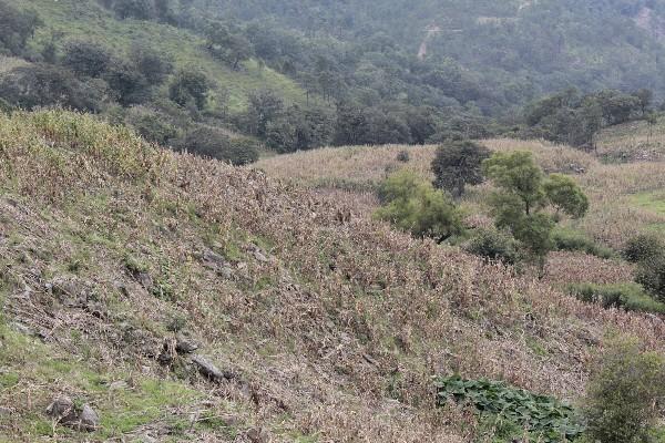 Cultivos de maíz y frijol son afectados por plagas.