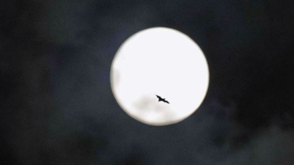 La luna de la cosecha es la más próxima al equinoccio de otoño. (GETTY IMAGES)