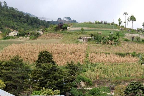 La sequía dejó pérdidas por Q130.9 millones a agricultores de Quiché. (Foto Prensa Libre: Óscar Figueroa)