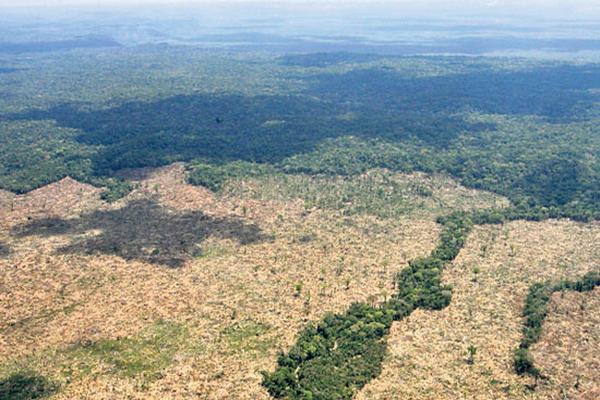 La Biósfera Maya se ve afectada por cambio del uso de suelo para agricultura y ganadería.