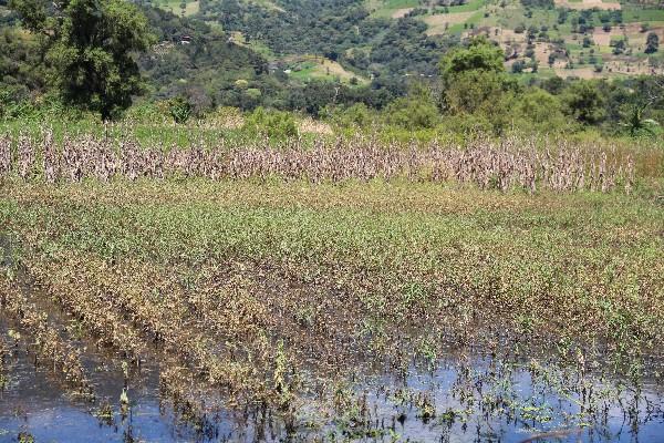 Extensas áreas de tierra cultivable quedaron anegadas, luego de  la reciente lluvia.