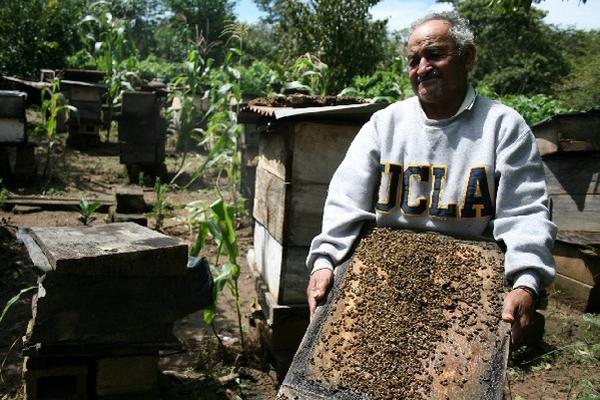 Santiago del  Cid  muestra algunas de las abejas que murieron en  su apiario.