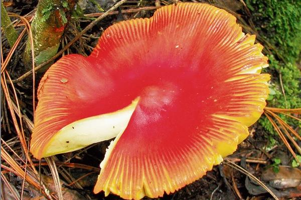 Amanita Jacksonii, mejor conocido como hongo de San Pedro y de colorida vistosidad, es comestible.  (Foto Prensa Libre: Roberto Flores / Osberth Morales)